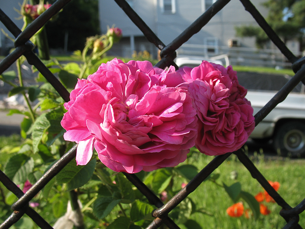 Heirloom roses in a Pittsburgh urban cottage garden.