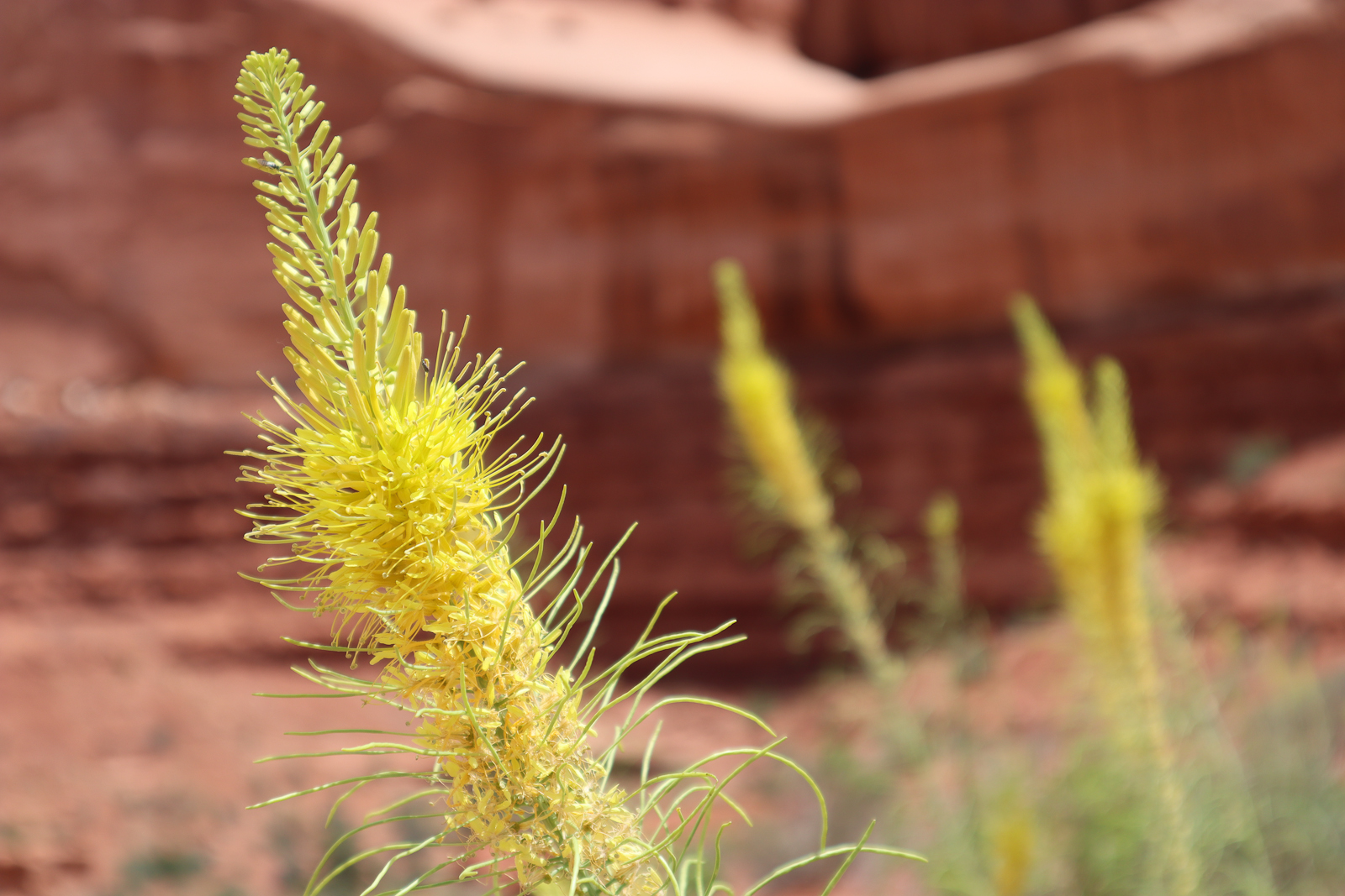 Prince's Plume in bloom in Park Ave, Arches National Park