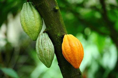 Chocolate comes from the beans of the Cacao tree.